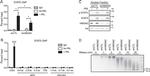 Phospho-STAT5 alpha (Tyr694) Antibody in Western Blot (WB)