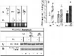 alpha Tubulin Antibody in Western Blot (WB)