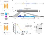 c-Myc Antibody in ELISA (ELISA)