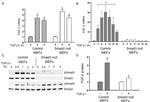 SMAD3 Antibody in Western Blot (WB)