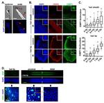 Ki-67 Antibody in Immunocytochemistry, Immunohistochemistry (ICC/IF, IHC)