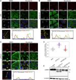 alpha Tubulin Antibody in Western Blot (WB)