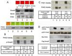 SMAD3 Antibody in Immunoprecipitation (IP)