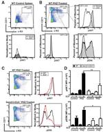 CD117 (c-Kit) Antibody in Flow Cytometry (Flow)