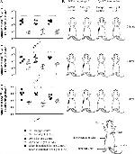 F4/80 Antibody in Flow Cytometry (Flow)