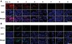 HIF1A Antibody in Immunocytochemistry (ICC/IF)