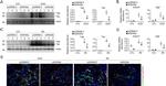 F4/80 Antibody in Immunocytochemistry, Immunohistochemistry (ICC/IF, IHC)