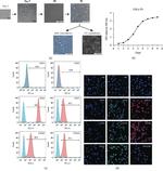 CD44 Antibody in Flow Cytometry (Flow)