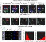 CD25 Antibody in Flow Cytometry (Flow)