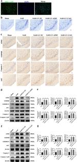 AIM2 Antibody in Western Blot, Immunohistochemistry (WB, IHC)