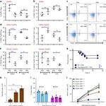 FOXP3 Antibody in Flow Cytometry (Flow)