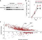 IFN gamma Antibody in Flow Cytometry (Flow)