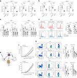 IFN gamma Antibody in Flow Cytometry (Flow)