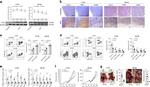 CD11b Antibody in Flow Cytometry (Flow)