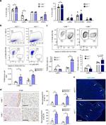 F4/80 Antibody in Flow Cytometry (Flow)