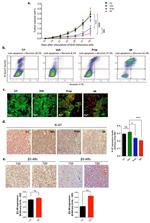 Ki-67 Antibody in Immunohistochemistry (IHC)