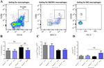 F4/80 Antibody in Flow Cytometry (Flow)