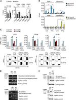 MHC Class II (I-A/I-E) Antibody in Flow Cytometry (Flow)