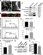 Claudin 1 Antibody in Immunocytochemistry (ICC/IF)