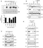 c-Myc Antibody in Western Blot, Immunoprecipitation (WB, IP)