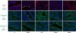 Claudin 1 Antibody in Immunocytochemistry (ICC/IF)