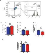 F4/80 Antibody in Flow Cytometry (Flow)