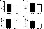 FOXP3 Antibody in Flow Cytometry (Flow)