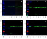 alpha Tubulin Antibody in Western Blot (WB)