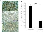 Phospho-PPAR gamma (Ser112) Antibody in Immunocytochemistry, Immunohistochemistry (ICC/IF, IHC)