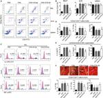 CD3e Antibody in Flow Cytometry (Flow)