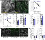 CD3e Antibody in Immunohistochemistry (IHC)