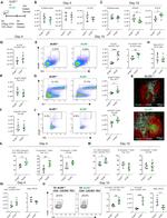 CD3e Antibody in Immunocytochemistry (ICC/IF)