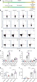 CD3e Antibody in Flow Cytometry (Flow)