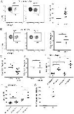 CD44 Antibody in Flow Cytometry (Flow)