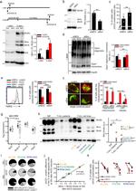 CD3 Antibody in T-Cell Activation (TCA)