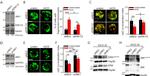 CD3 Antibody in T-Cell Activation (TCA)