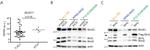 CD3 Antibody in T-Cell Activation (TCA)