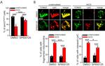 CD3 Antibody in T-Cell Activation (TCA)