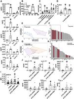 CD3 Antibody in T-Cell Activation (TCA)