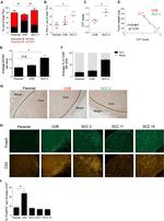 FOXP3 Antibody in Immunohistochemistry (IHC)