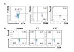 CD44 Antibody in Flow Cytometry (Flow)