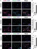 CD45 Antibody in Immunohistochemistry (IHC)