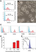 MHC Class II (I-A/I-E) Antibody in Flow Cytometry (Flow)