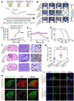 Ki-67 Antibody in Immunohistochemistry (IHC)