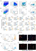 CD44 Antibody in Flow Cytometry (Flow)