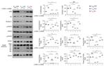 FOXP3 Antibody in Western Blot (WB)