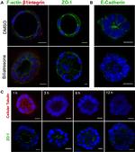 F4/80 Antibody in Immunocytochemistry (ICC/IF)