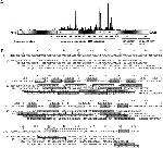 HSP70 Antibody in Western Blot (WB)