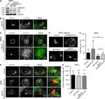 alpha Tubulin Antibody in Immunocytochemistry (ICC/IF)