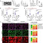 Occludin Antibody in Immunocytochemistry (ICC/IF)